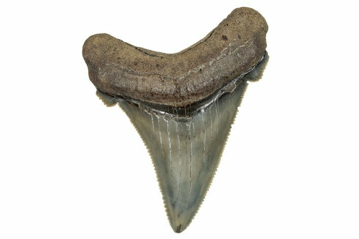 Serrated Angustidens Tooth - Megalodon Ancestor #269964
